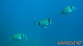 scuba diving photo