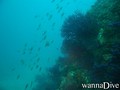 scuba diving photo