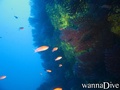 scuba diving photo