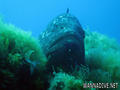scuba diving photo