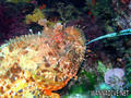 scuba diving photo