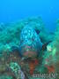 scuba diving photo