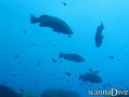 scuba diving photo