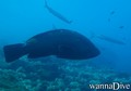 scuba diving photo