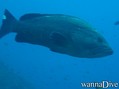 scuba diving photo