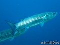 scuba diving photo