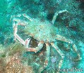 scuba diving photo