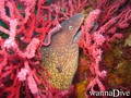 scuba diving photo