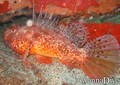 scuba diving photo