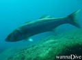 scuba diving photo