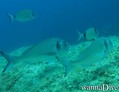 scuba diving photo