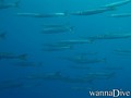 scuba diving photo