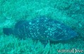 scuba diving photo