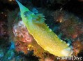 scuba diving photo