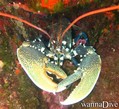 scuba diving photo