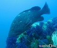 scuba diving photo