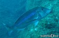 scuba diving photo
