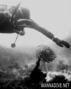 scuba diving photo