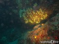 scuba diving photo