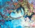 scuba diving photo