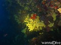 scuba diving photo