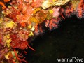 scuba diving photo