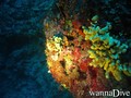 scuba diving photo