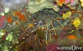 scuba diving photo