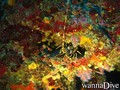 scuba diving photo