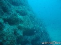 scuba diving photo
