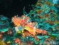 scuba diving photo
