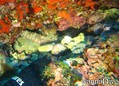 scuba diving photo
