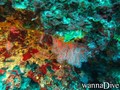 scuba diving photo