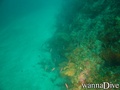 scuba diving photo