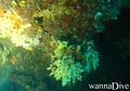 scuba diving photo