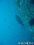 scuba diving photo