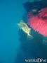 scuba diving photo