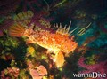 scuba diving photo