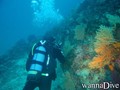 scuba diving photo