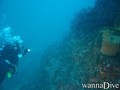 scuba diving photo