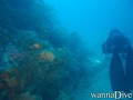 scuba diving photo