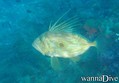 scuba diving photo