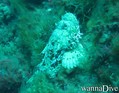 scuba diving photo
