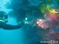 scuba diving photo