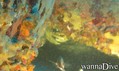 scuba diving photo