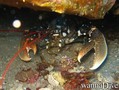 scuba diving photo