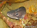 scuba diving photo