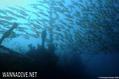 scuba diving photo