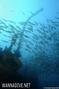 scuba diving photo