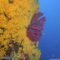 scuba diving photo